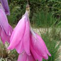 Dierama pulcherrima fleur